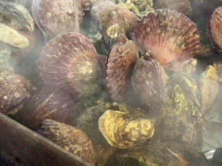 굴+가리비 구이