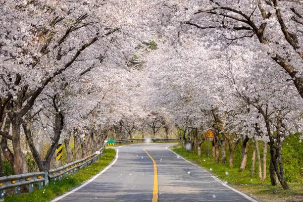 진해군항제-벚꽃-축제-진해-벚꽃-구경