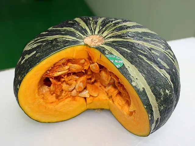 단호박 재배 직파 요령 덩굴 유인 당도 관리_7