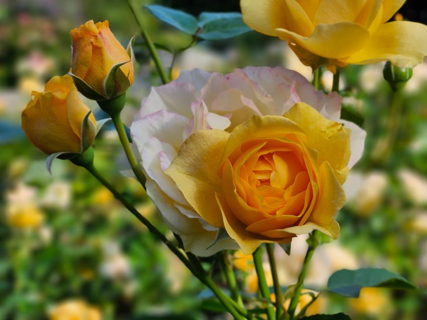 Close-up of vibrant yellow roses blooming in a garden, capturing nature's beauty.