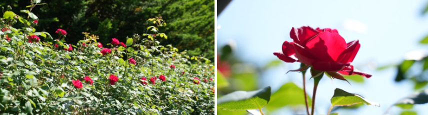 단양 장미터널 완전 정복! 강변 따라 걷는 1.2km의 장미향 산책로