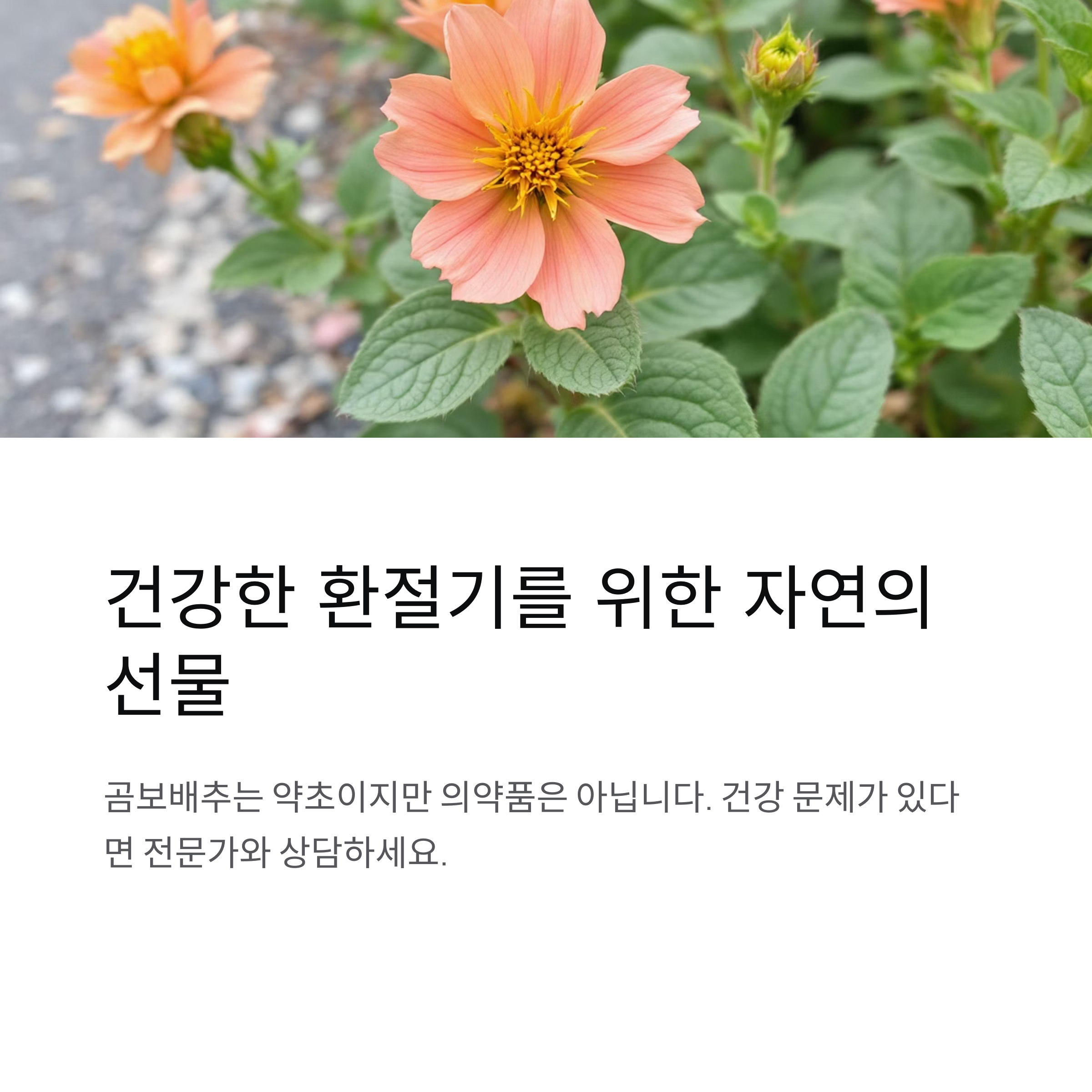 건강한 환절기를 위한 자연의 선물