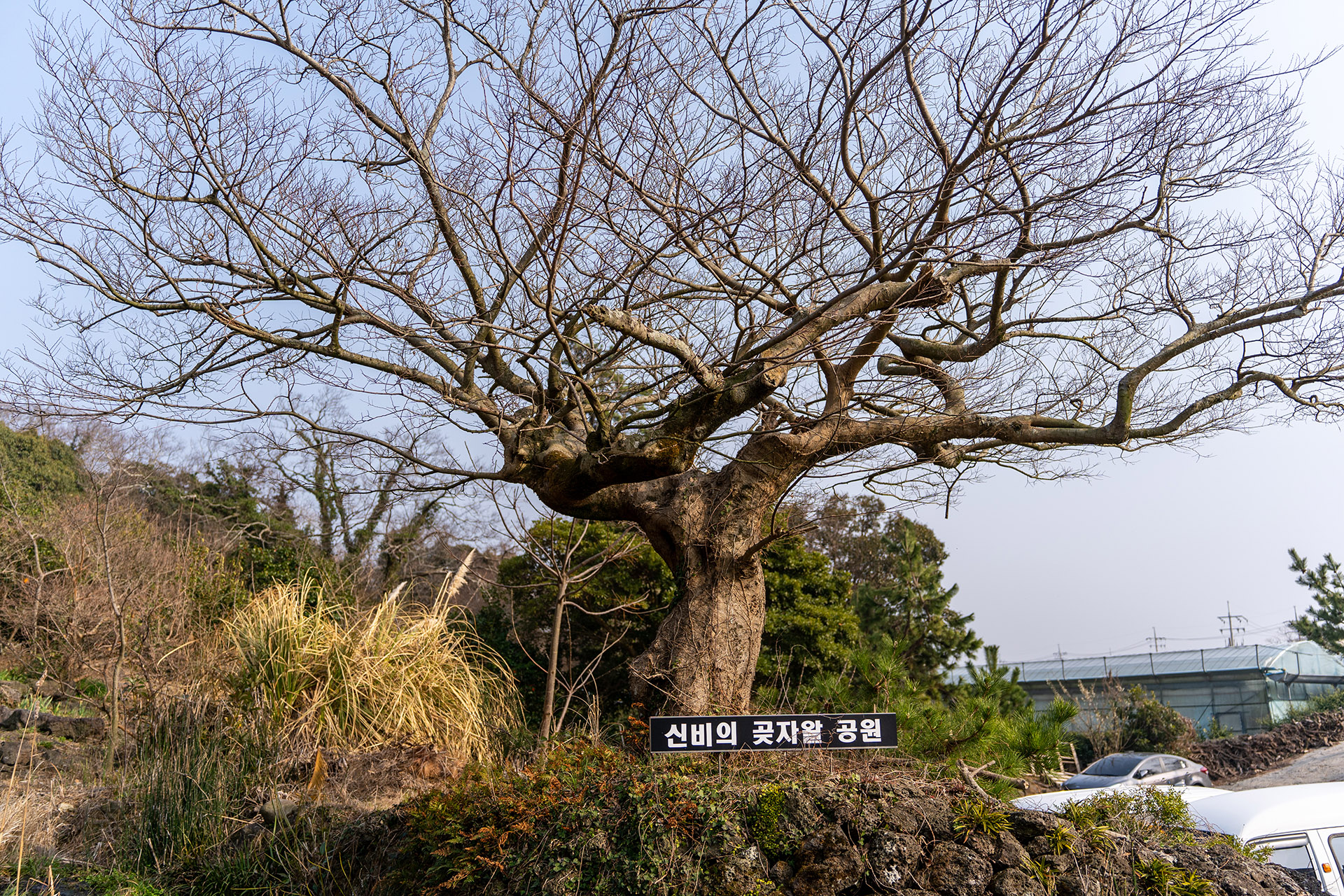 환상숲 곶자왈 공원