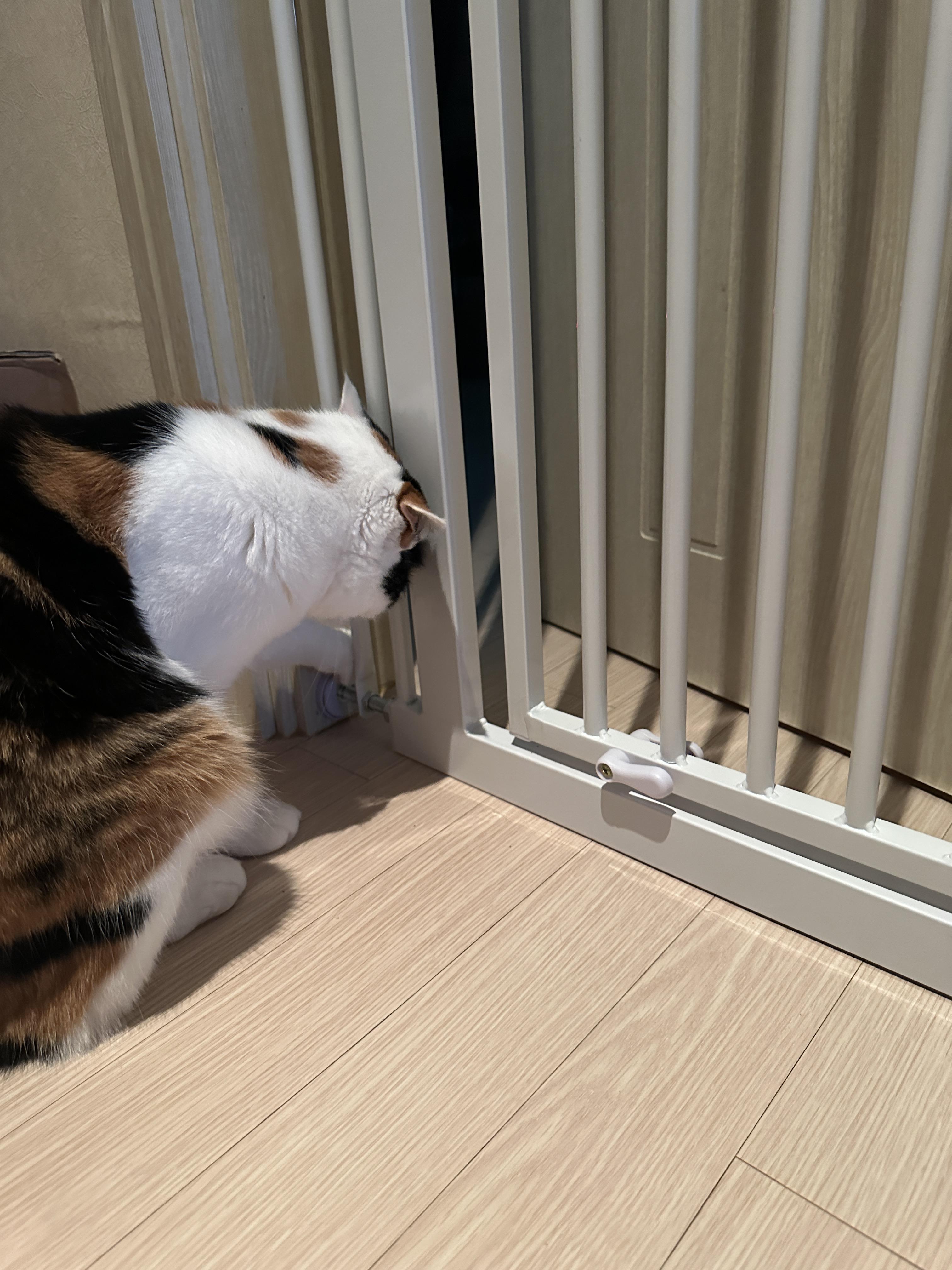 창살_사이로_앞발_넣은_고양이_요미