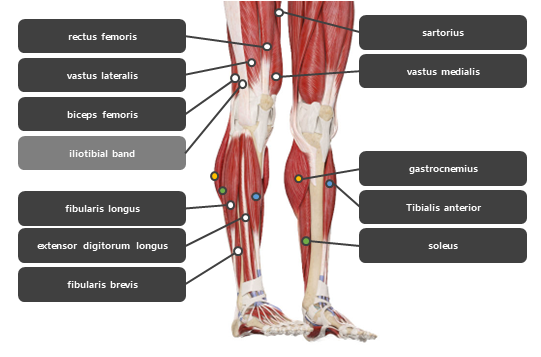 무릎 주변 근육
