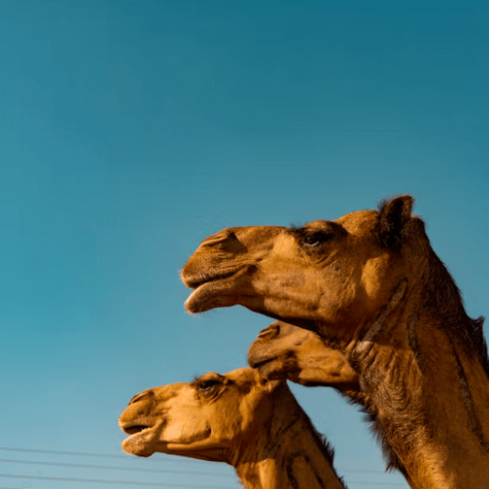 사우디 아람코 지분 매각
