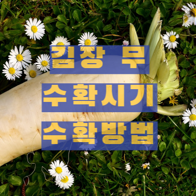 김장 무 수확시기, 수확방법, 저장방법 알아보기 썸네일