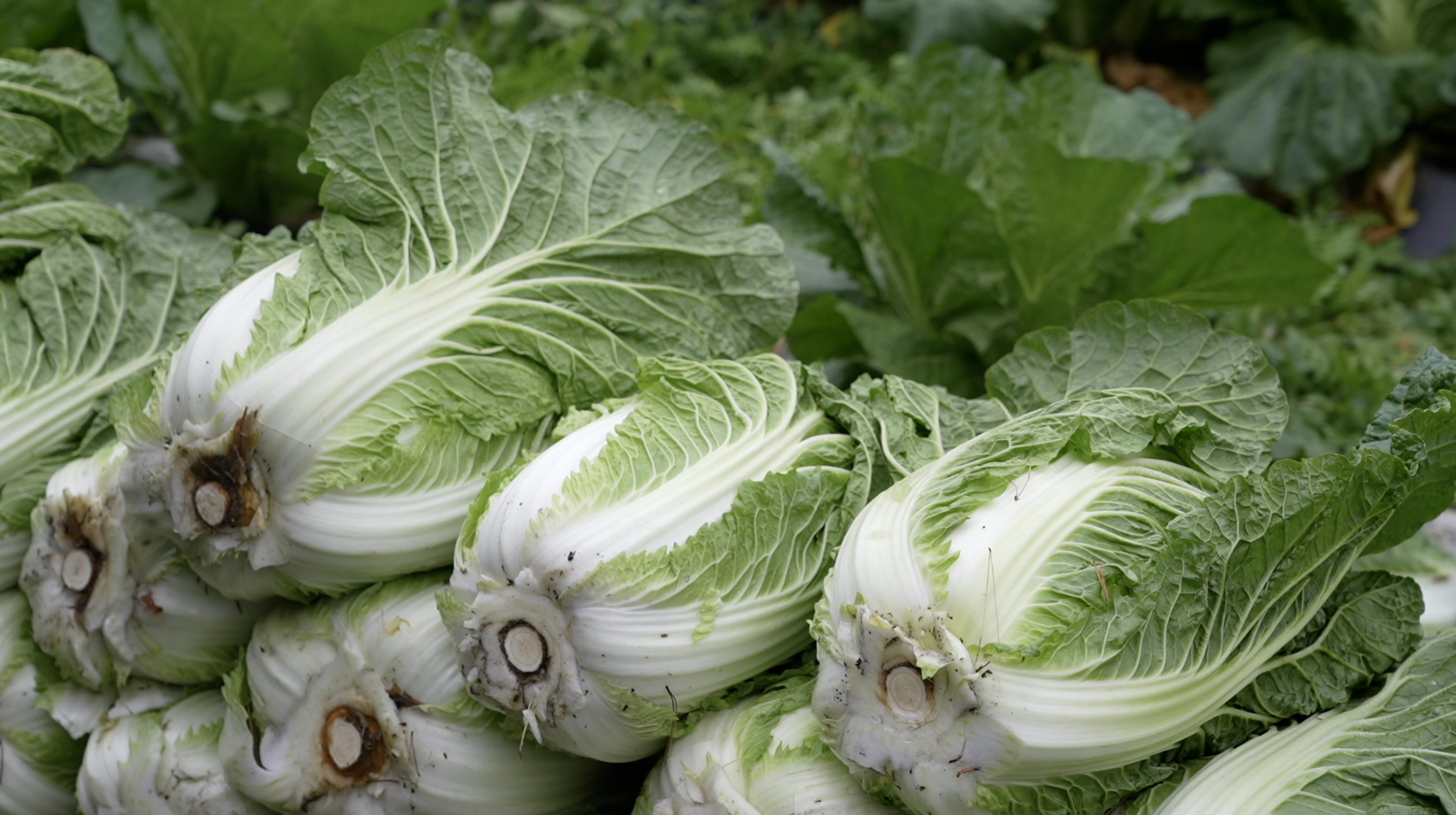 한국인의 밥상 고두심 스페셜 나레이션