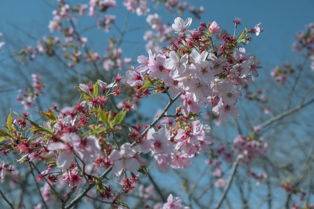 Cherry Blossom Tree