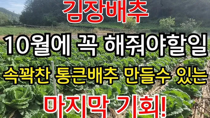 김장 배추 재배 파종 모종 웃거름 결구 수확 타이밍_4