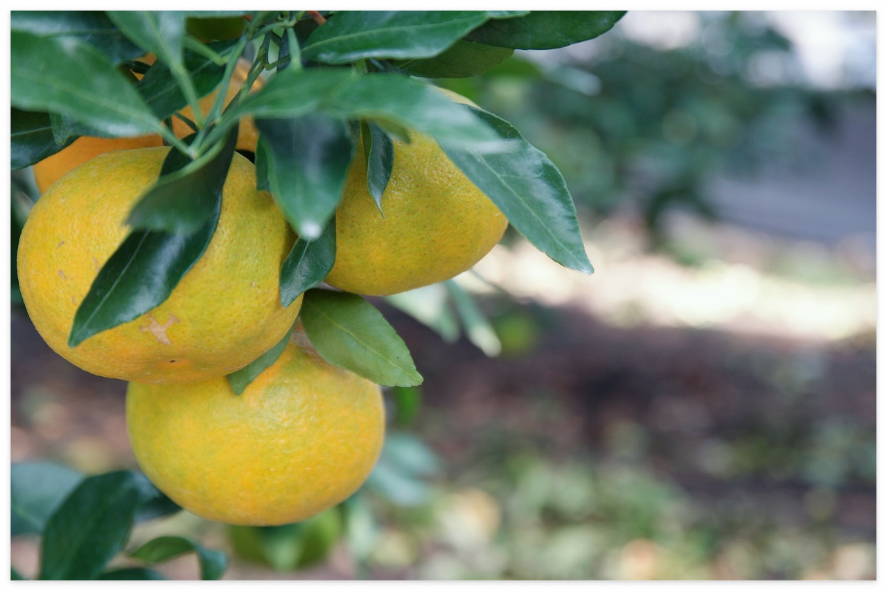 레드향: 달콤한 맛과 건강에 좋은 혜택이 있는 과일