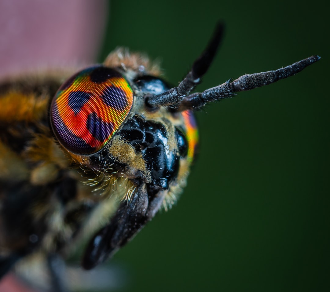 Insect