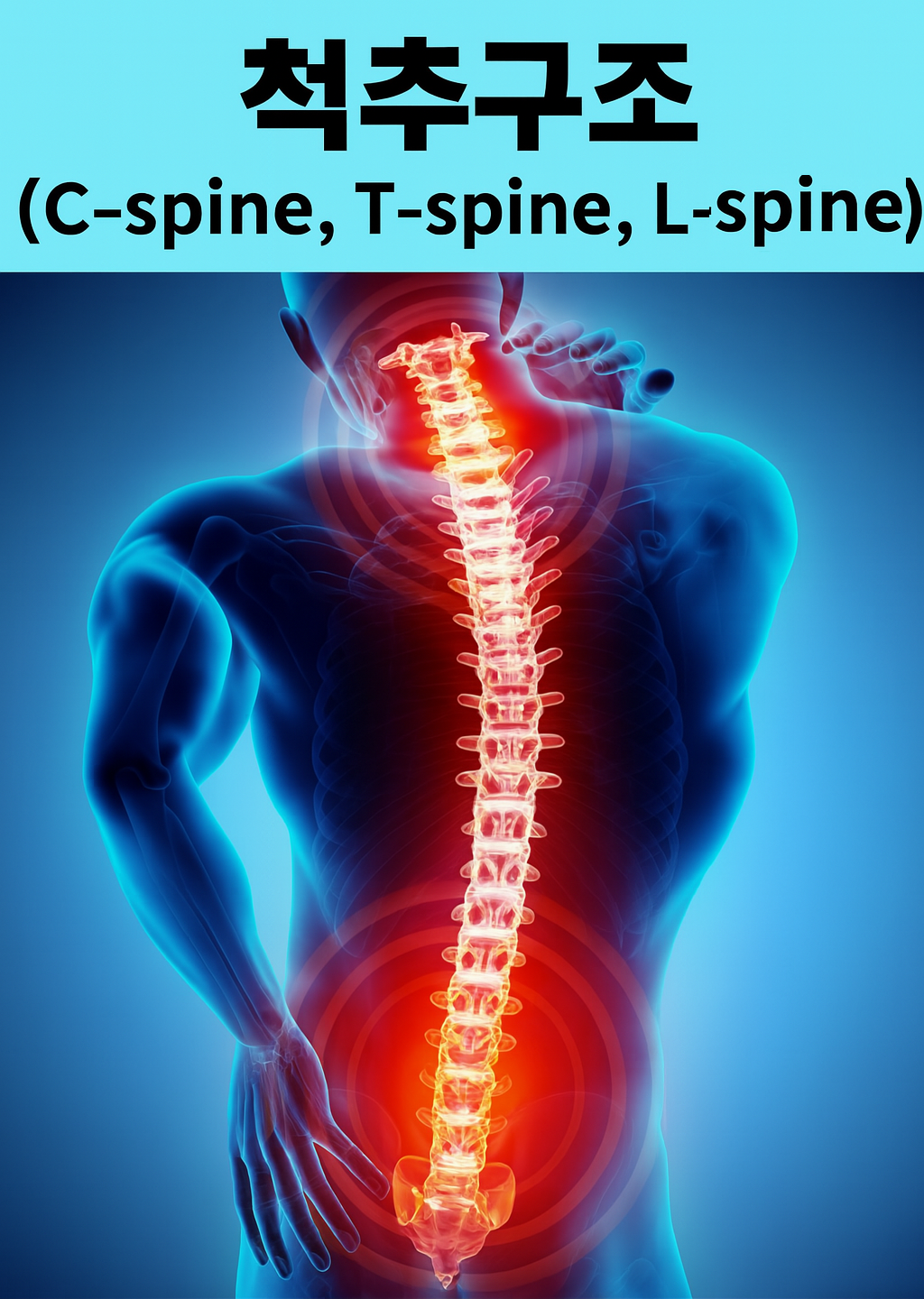 C-spine(경추), T-spine(흉추), L-spine(요추)