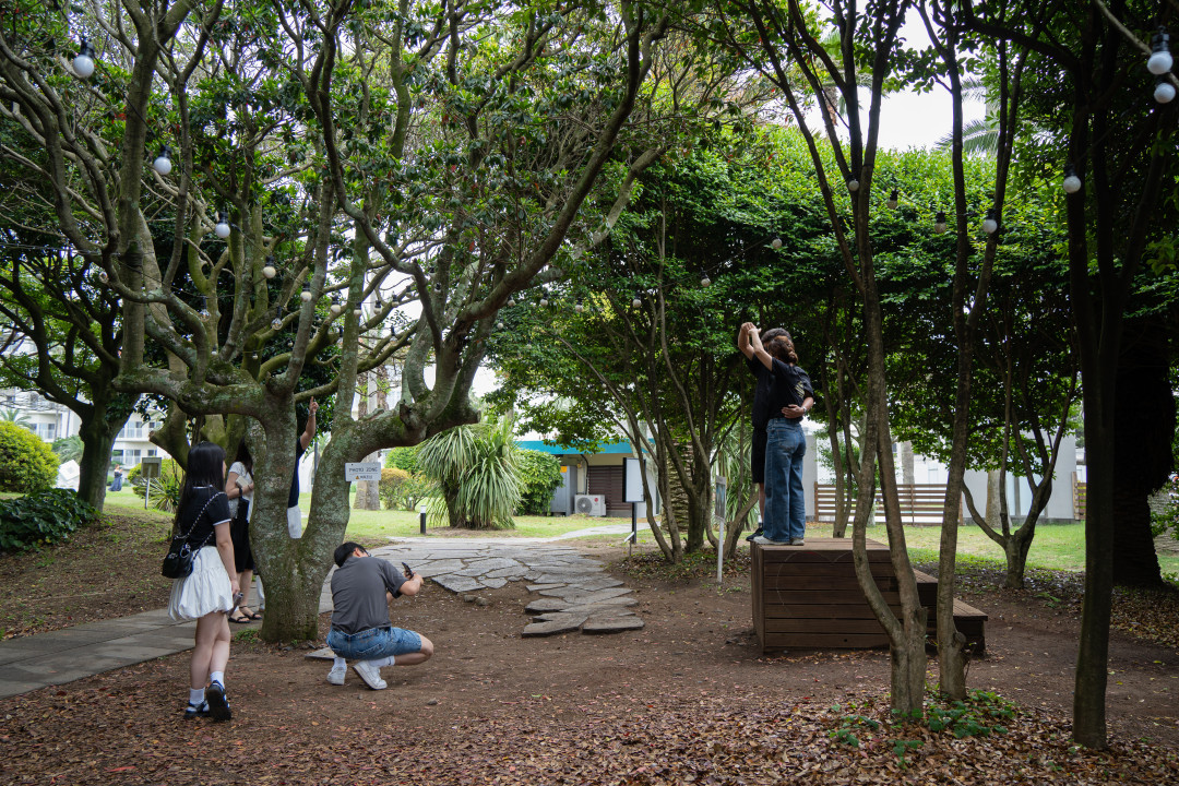 제주 하트나무 포토존