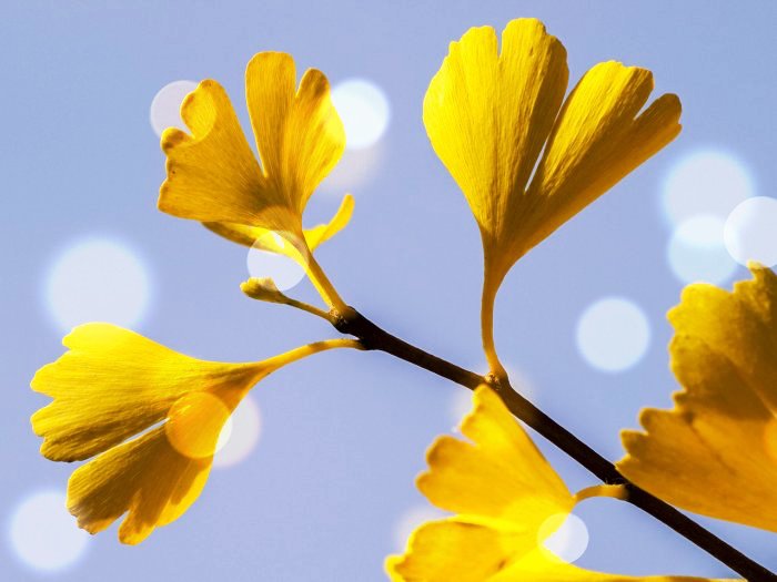 노란색 은행나무잎 풍경