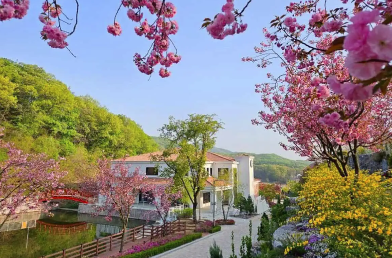 용인 자작나무숲