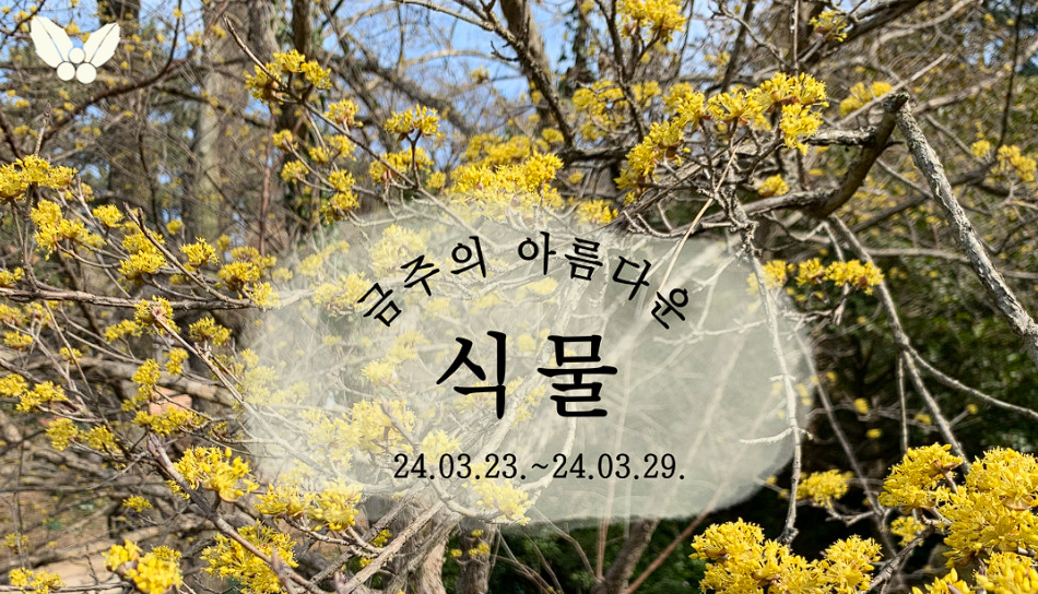 천리포 수목원 목련축제 개화 현황