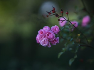 곡성세계장미축제