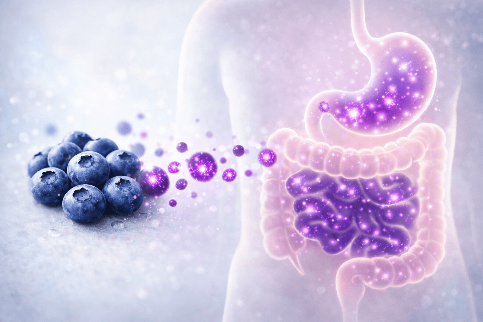흡수율 분석: 항산화 성분의 체내 이용률