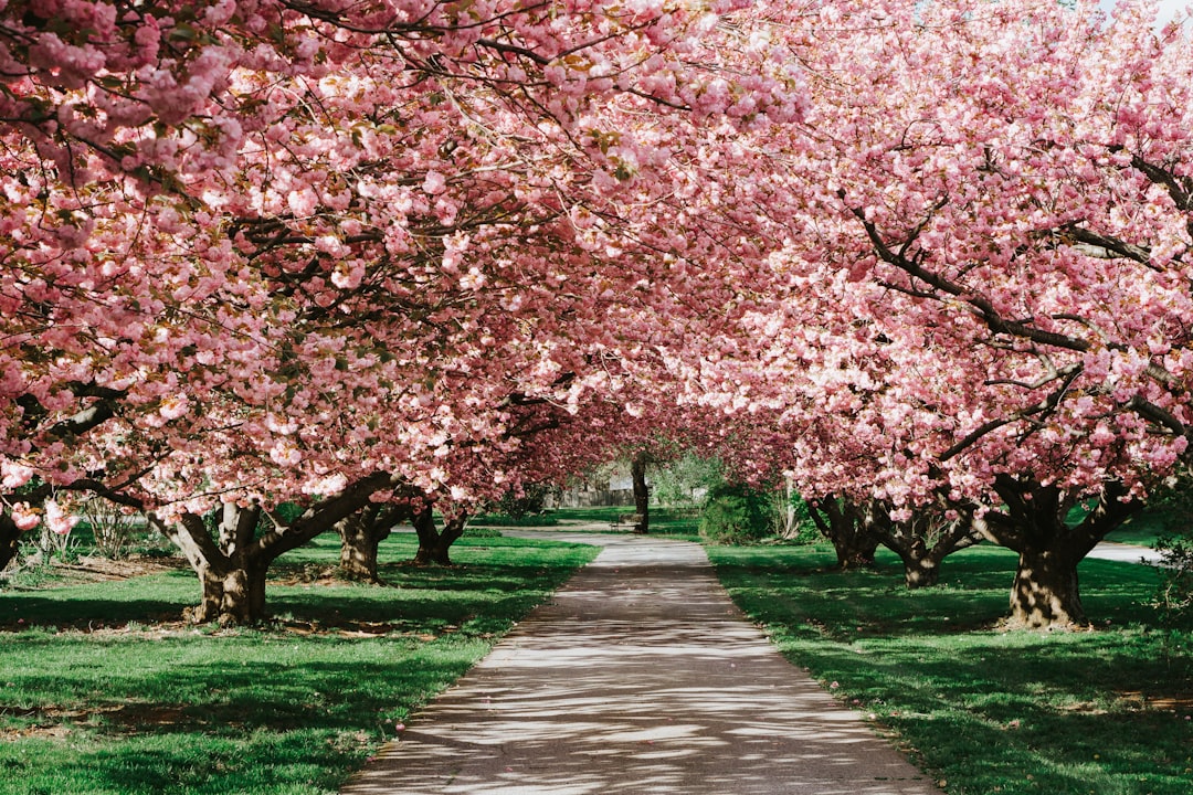 spring