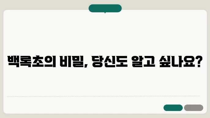 백록초