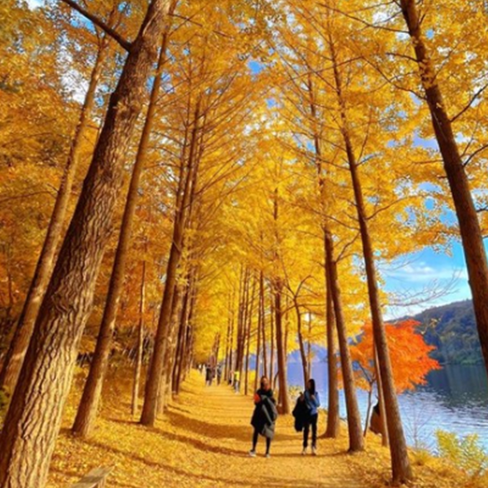 춘천 남이섬