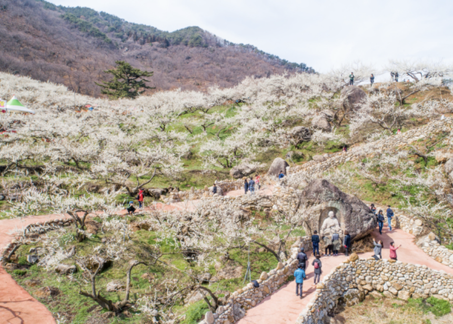 광양 매화축제