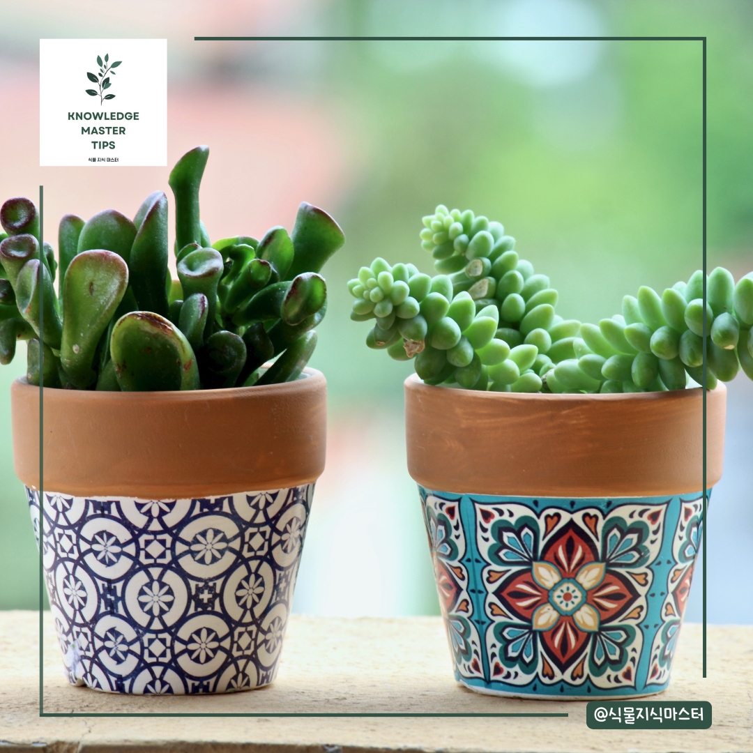 분갈이 실수 - 배수층 없이 심기