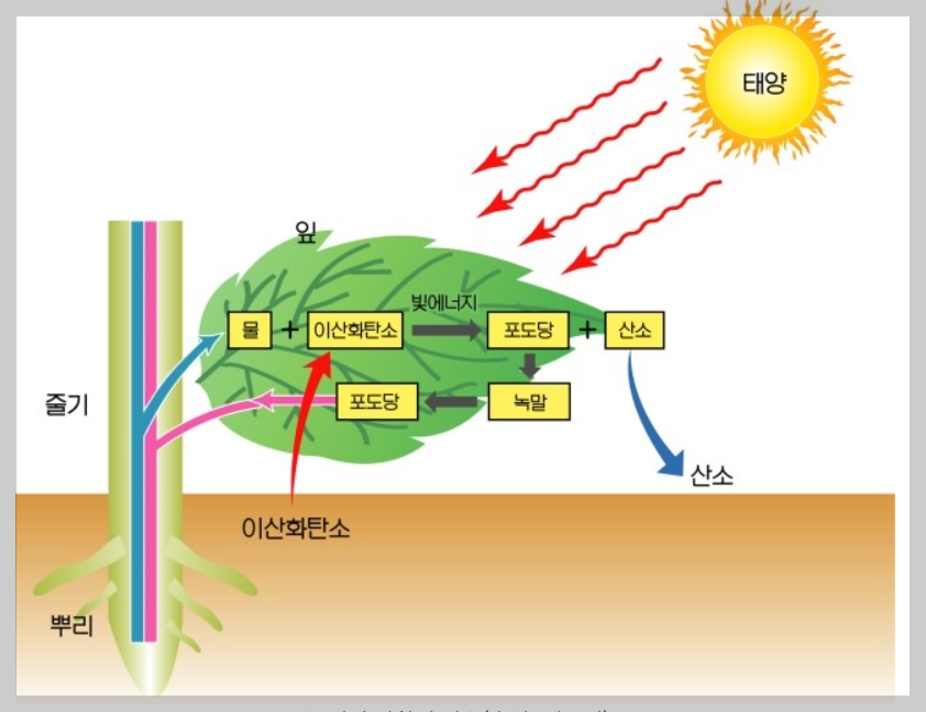 잎의 하는일 광합성 작용