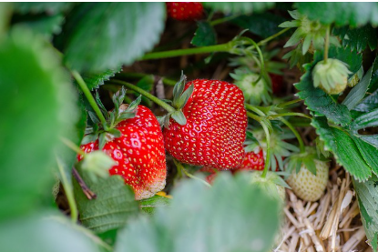 딸기와 봄 과일 – 비타민 충전