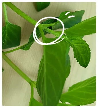 화분 진딧물 퇴치 천연살충 레몬오일 비누물 통풍환경 개선_7