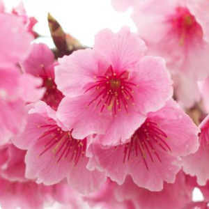 2025 대한민국 벚꽃 개화 시기 총정리! 지역별 명소 & 축제 일정