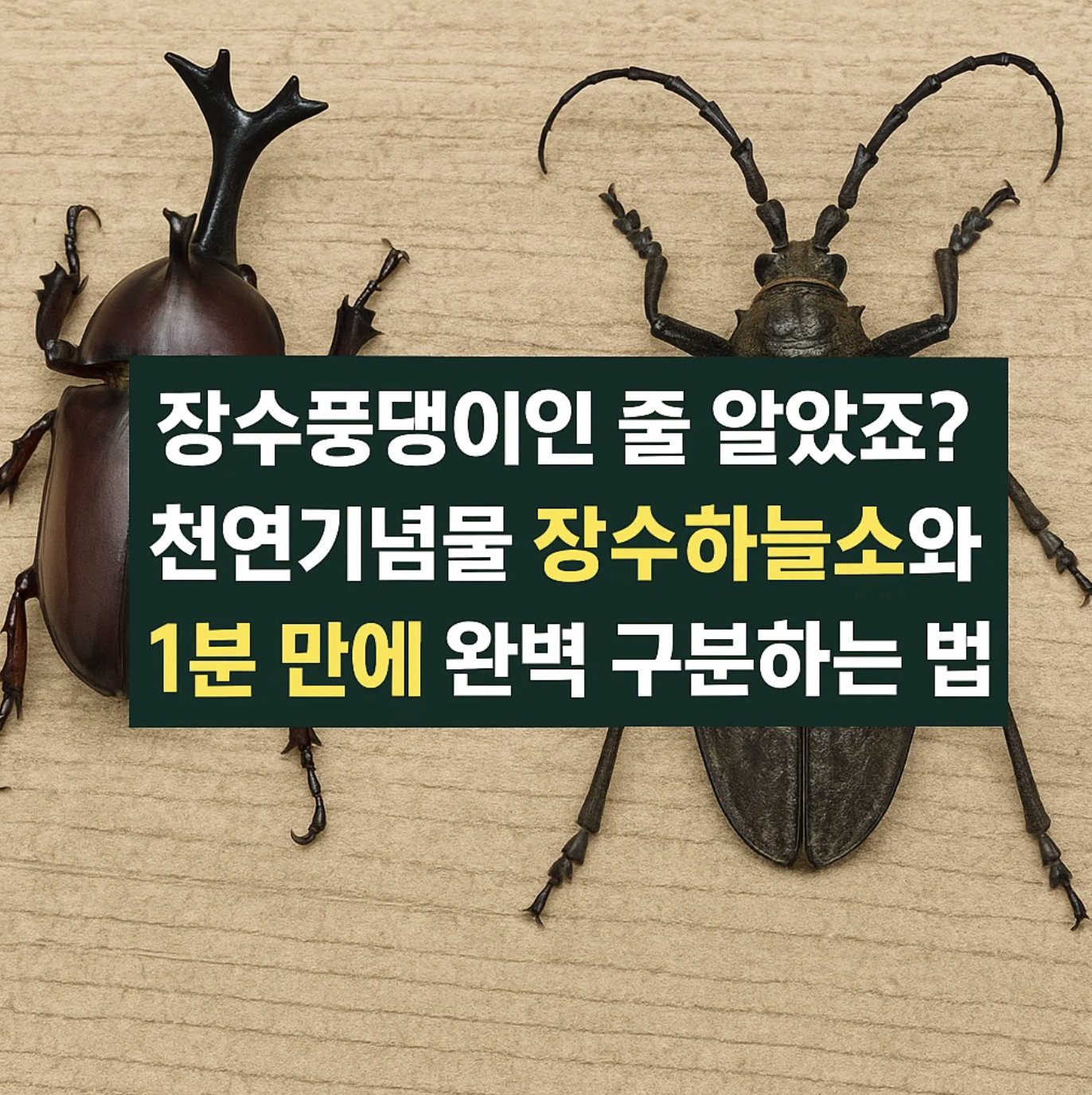 장수풍뎅이인 줄 알았죠? 천연기념물 장수하늘소와 1분 만에 완벽 구분하는 법