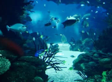 물고기 꿈해몽 풀이