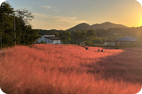 고창 청농원 핑크뮬리 축제 이미지/ 출처: 고창 청농원