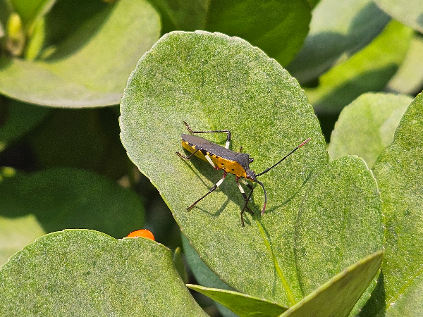 노랑배허리노린재