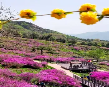 황매산 철쭉축제_27