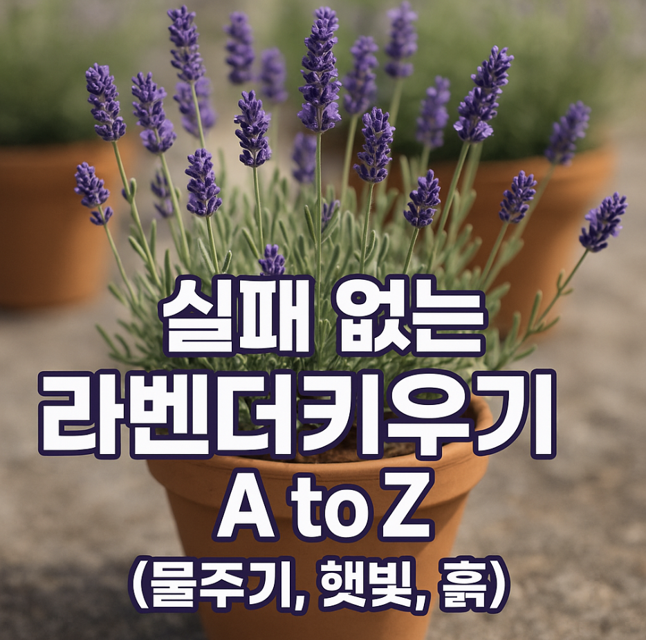 실패 없는 라벤더키우기 A to Z (물주기, 햇빛, 흙)