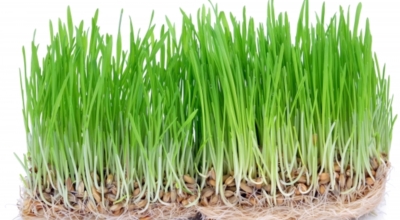 새싹보리이미지