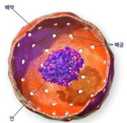 📌 세포의 구조와 역할 완벽 정리: 원핵세포와 진핵세포 차이부터 세포 소기관까지