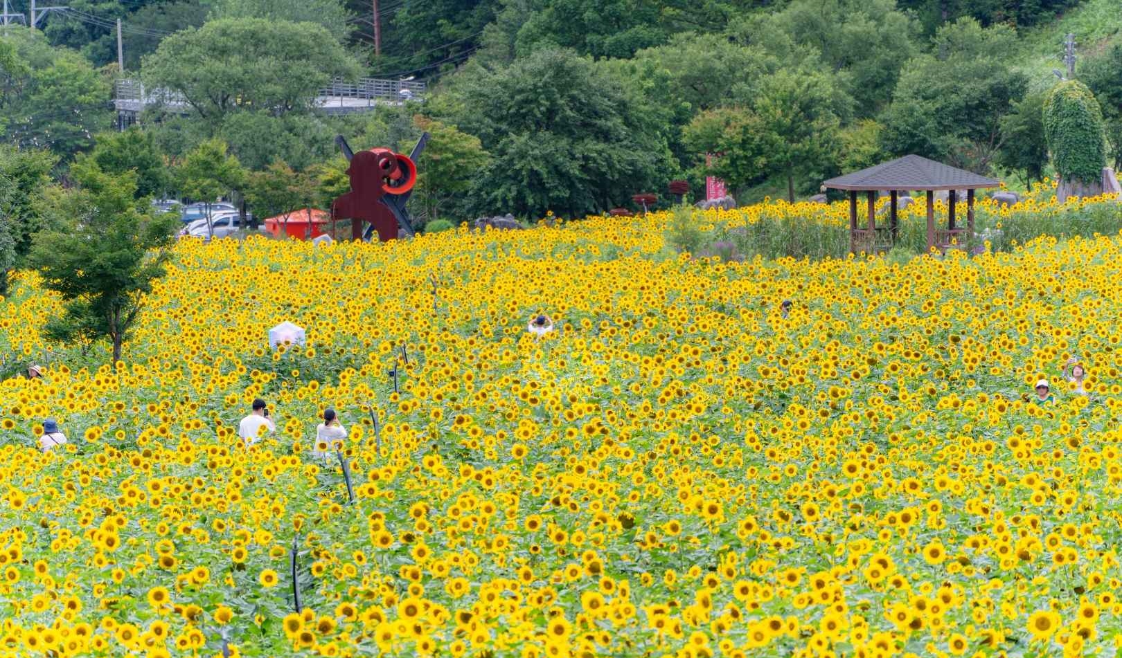 태백 해바라기축제