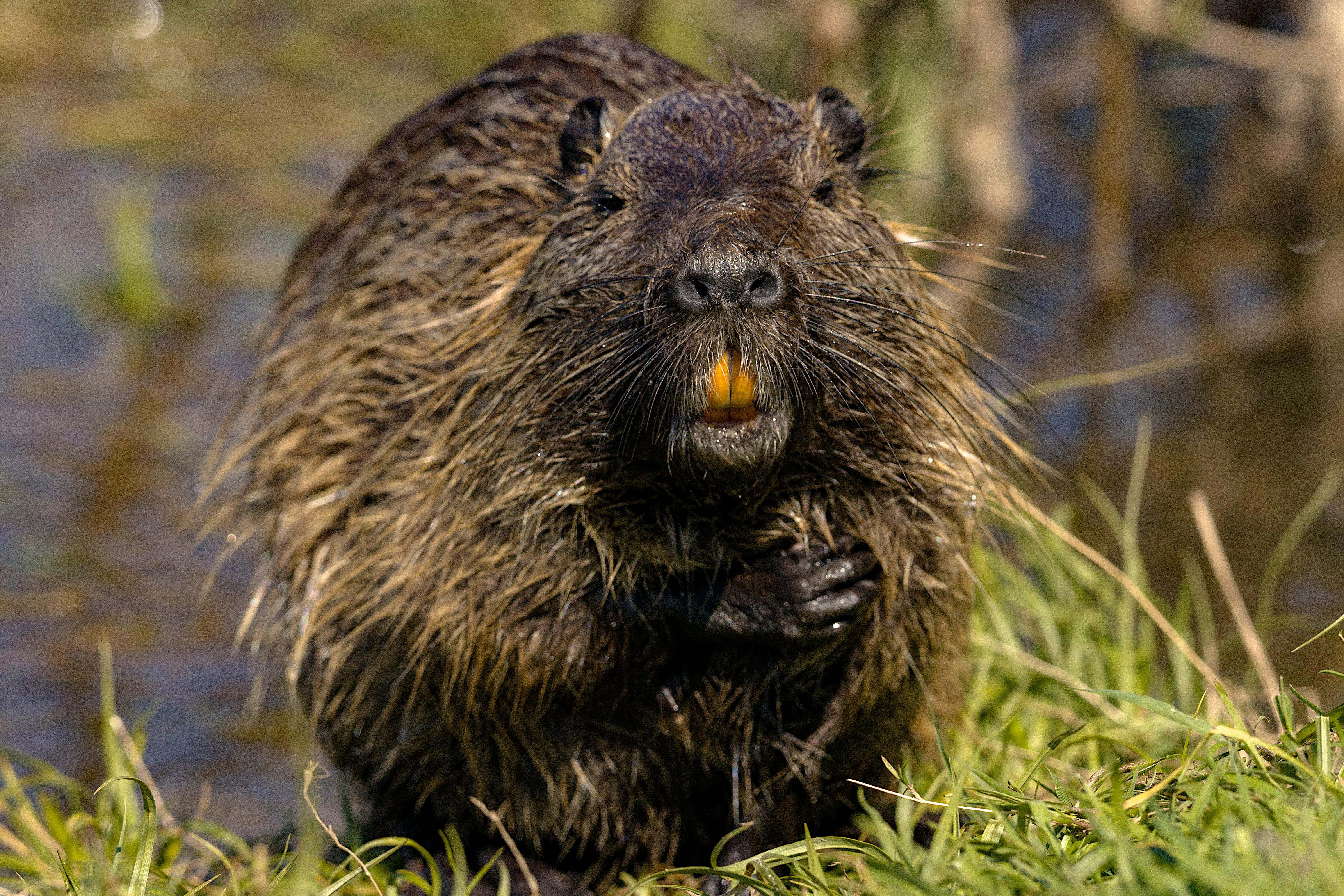 뉴트리아 포상금