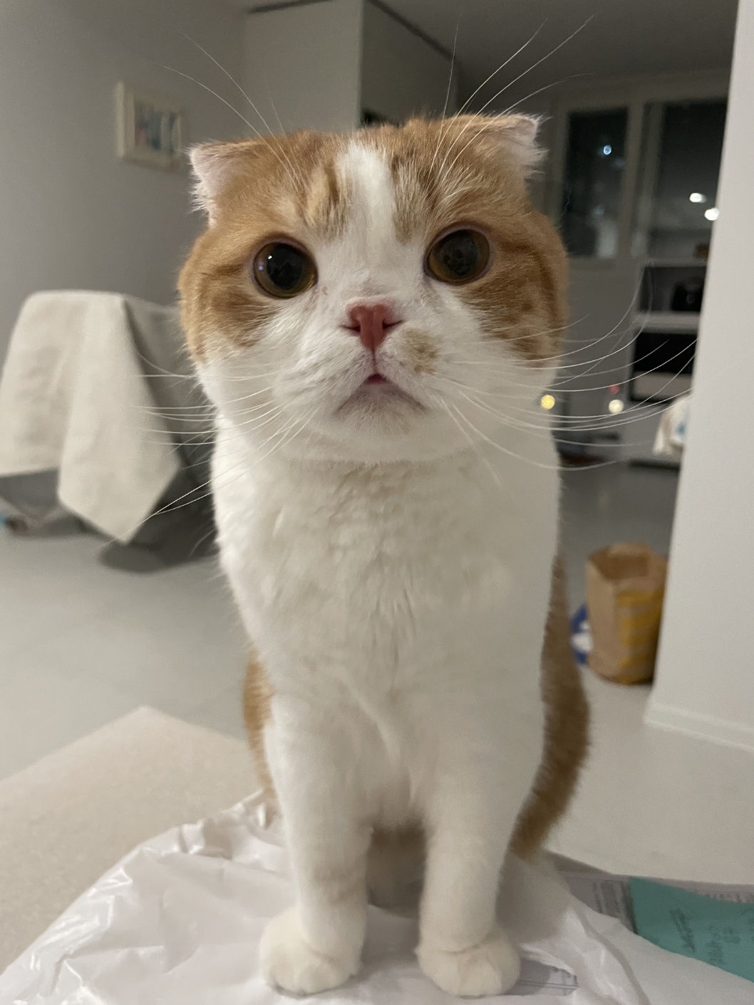 첫째 삐용이3