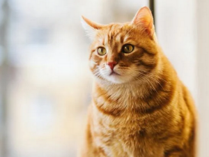 고양이 꿈 해몽