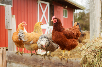 2025년 7월 닭띠(생년별) 운세