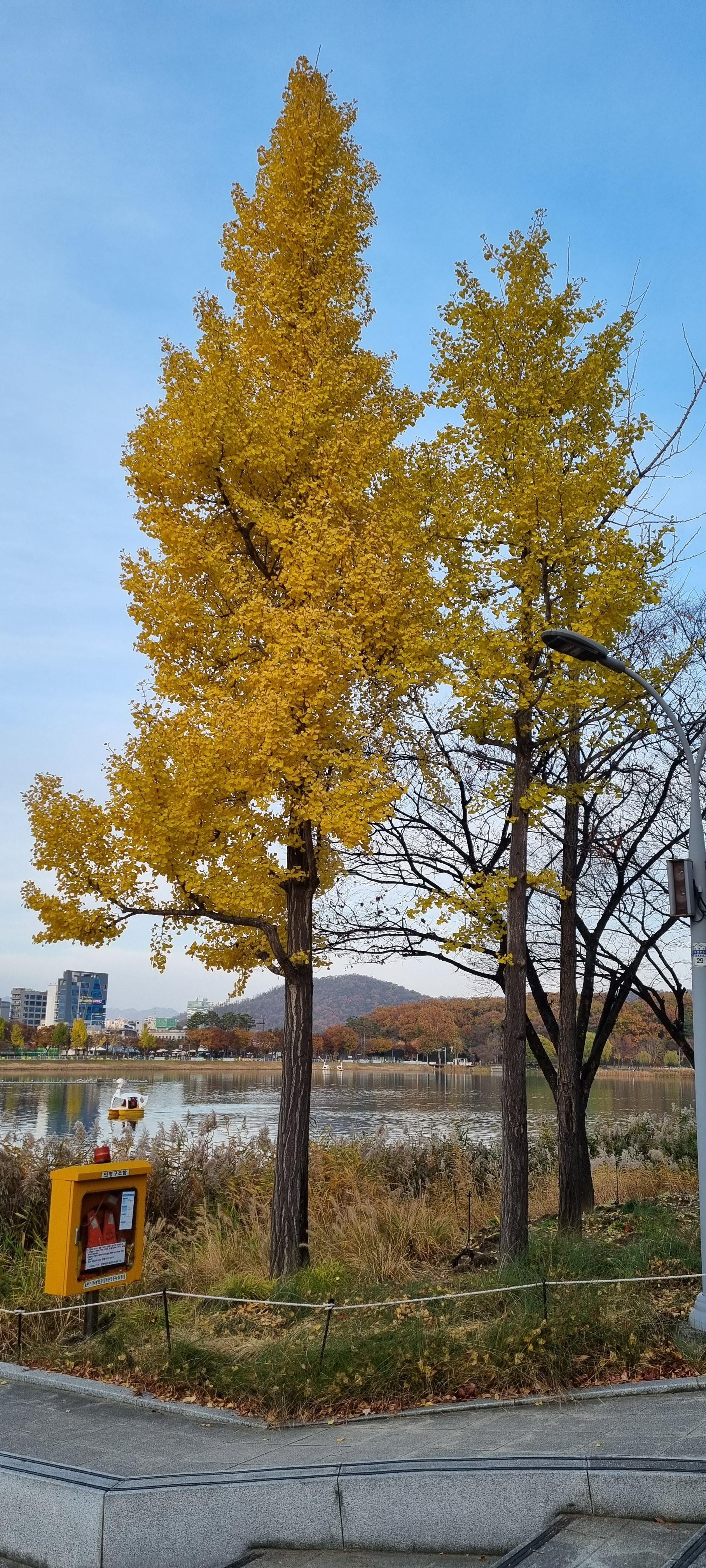 은행나무 단풍