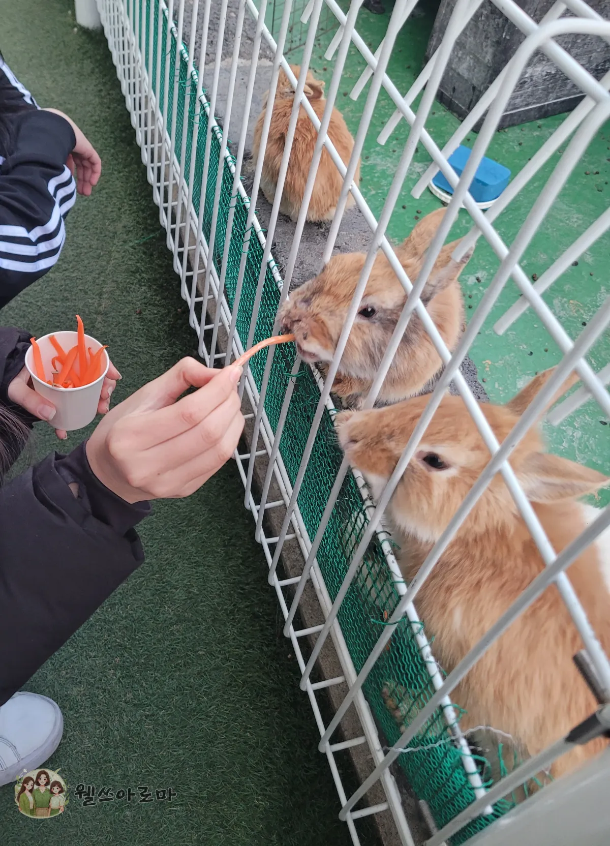 사하구-카페시온-지하1층-당근받아먹는토끼들