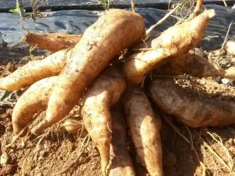 야콘 재배 덩이 비대 관리 토양 갈기 저장 요령_12