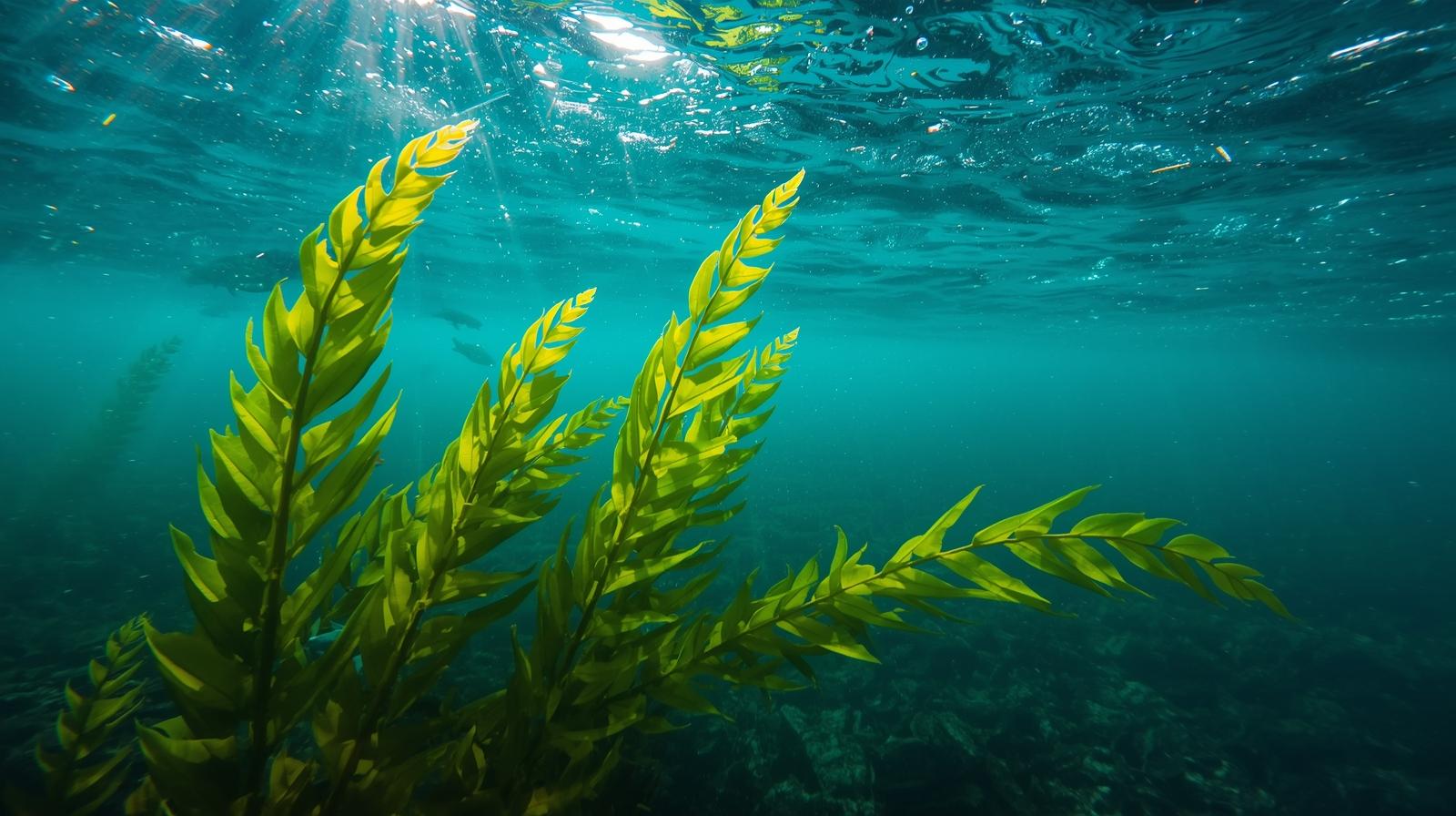 갑상선에 좋은 음식
