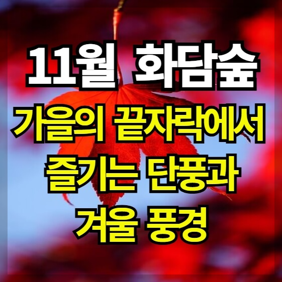 11월 화담숲: 가을의 끝자락에서 즐기는 단풍과 겨울 풍경